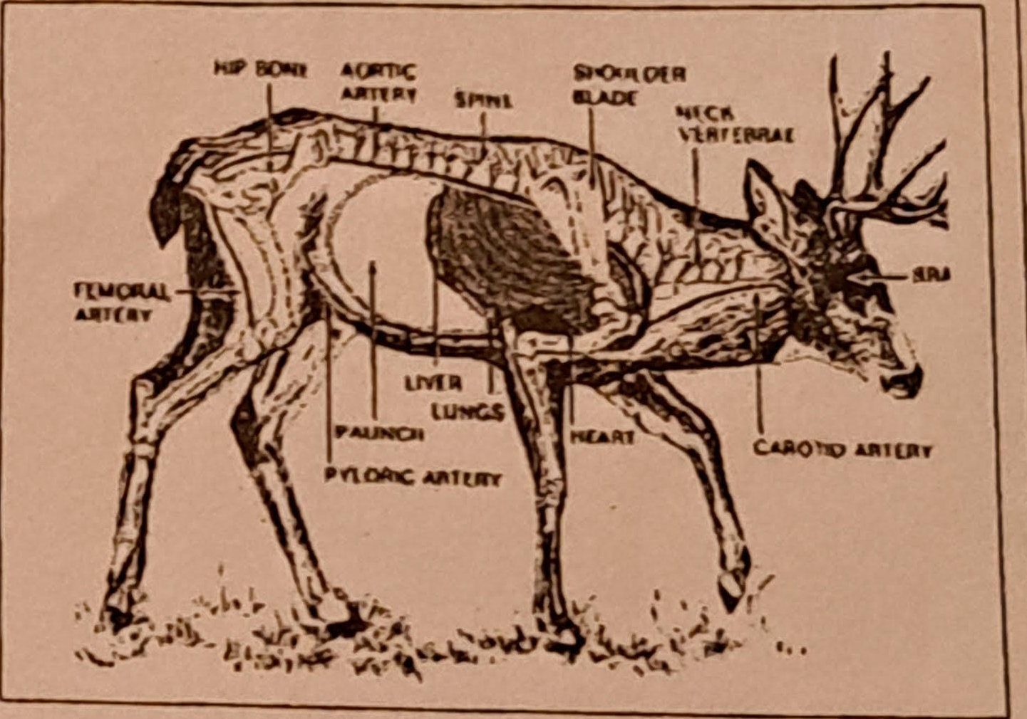 Hit location diagram